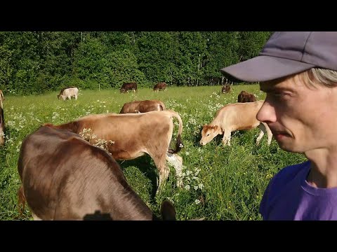 Видео: Организация выпаса коров, быков, лошадей. Новости КФХ.