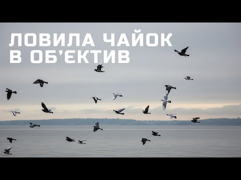 Видео: Ловила чайок в об’єктив - SynthSonicVision