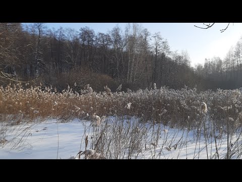 Видео: Охота на куницу капканами. проверяю капканы.