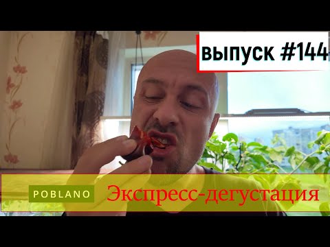 Видео: 144 Домашние перцы и экспресс дегустация POBLANO 03.07.2024