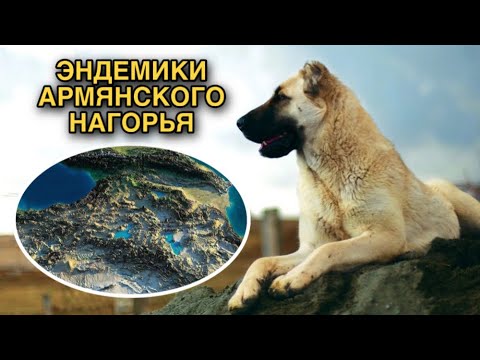 Видео: Встречаются только в Армении. 10 уникальных животных