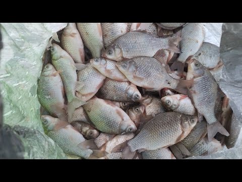 Видео: Салтаим зимняя  рыбалка январь 2022 бешенный клев карася