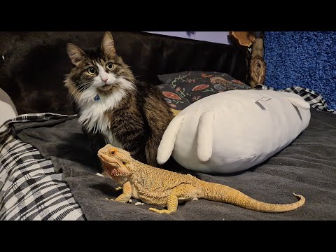 Видео: Филин Ёлка на Рождество макает лицевой кружок в снег. Как сова реагирует на фейерверк?