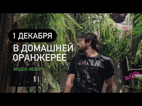 Видео: 1 декабря 2024 в домашней оранжерее 💚
