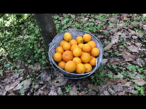 Видео: Тяжёлая итальянская зима. Замерзаем нужны дрова срочно)))).