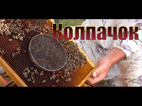 Видео: Подсадка маток через колпачок.