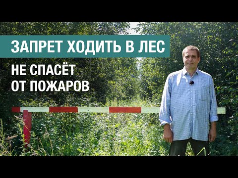 Видео: Почему запреты посещения лесов неэффективны в борьбе с пожарами