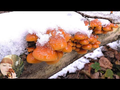 Видео: ПЕРВЫЕ ГРИБЫ В СНЕГУ! Зимний опенок, Вешенка и Древесные ушки