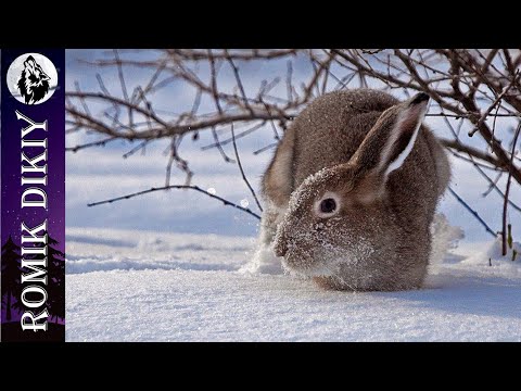 Видео: Охота на зайца.  Закрыл сезон. Январь 2023г.