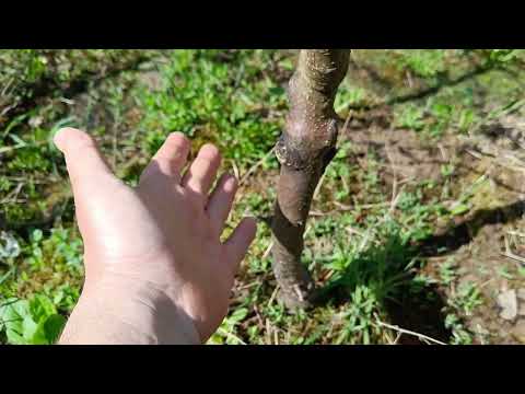 Видео: Яблони Моди Мечта Рождественское Дарунок после зимы 2022-23 г.