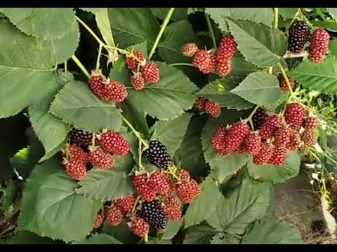 Видео: Огляд 10 сортів ожини 09 серпня 2025 🇺🇦 Рівне #безшипні #ожина #врожай #ягода #вирощування #смачна 