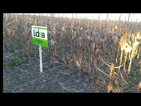 Видео: Молотимо демо-поле 🌽🌽🌽 у 2024