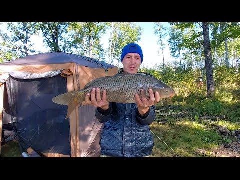 Видео: Рыбалка на сазана в сентябре. 2023