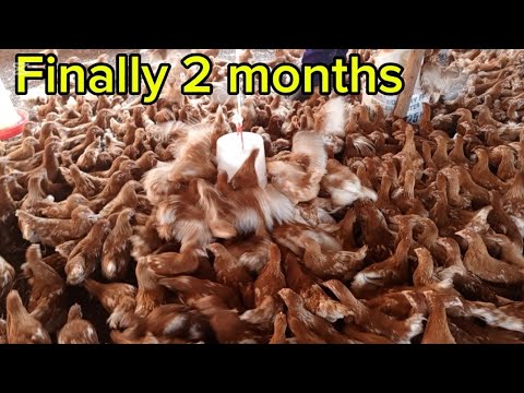 Видео: Секреты моего успеха в птицеводстве