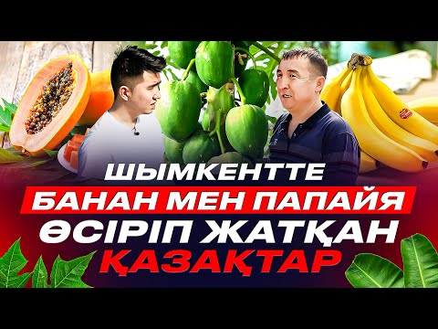 Видео: 1 көшет 40 кг банан береді, 2 ай сайын өнім аламыз. Қазақстандағы жалғыз банан  өсіретін теплица