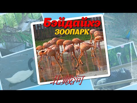 Видео: Зоопарк Бэйдайхэ- день среди дикой природы  : 北戴河动物园