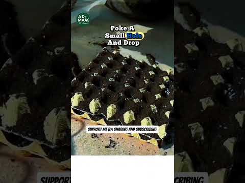 Видео: Не выбрасывайте лотки из-под яиц#ДомашнийОгород #ПосадкаВДоме #ЭкоИдеи #DIYСад #Экологично #Рассада