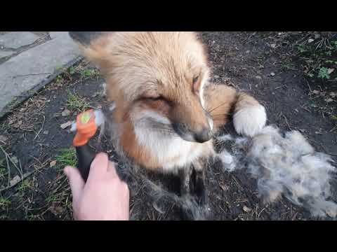 Видео: Алиса - лиса. Как линяет лиса