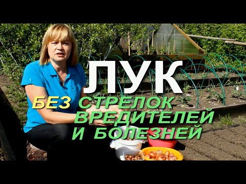 Видео: ЭТО НЕ ДАСТ ЛУКУ УЙТИ В СТРЕЛКУ И УБЕРЕЖЕТ ЕГО ОТ БОЛЕЗНЕЙ! Советы от ЗЕЛЕНОГО ОГОРОДА!