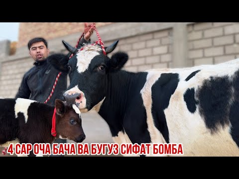 Видео: Молҳои сифат ба гап нест чорное пестрие сементал карпат оча бача бугуз 8 ноября 2025 г.