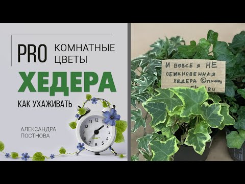 Видео: Хедера - плющ НЕобыкновенный. Вампиры ли эти неприхотливые комнатные цветы или просто радость в доме