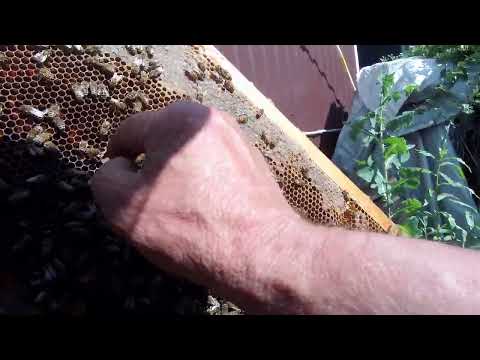 Видео: Проверяю молодую матку, облетелась или нет через 10 дней после выхода.