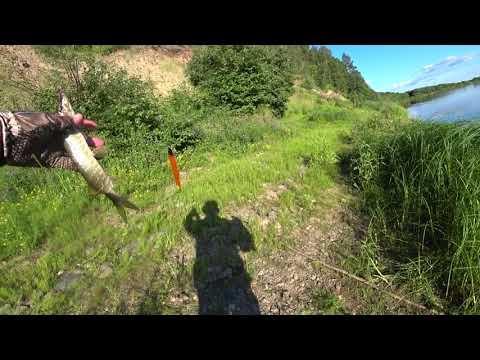 Видео: Щука с берега.Спиннинг,воблеры немного джига. Рыбалка в Архангельской области на реке Вага.