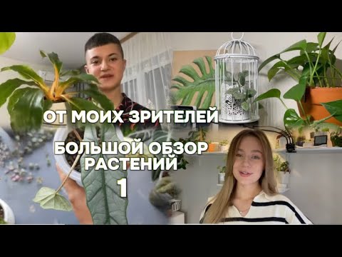 Видео: Большой обзор растений от подписчиков 1💚