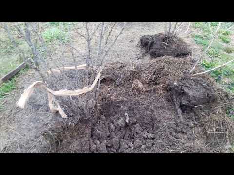 Видео: ЯК РОЗДІЛИТИ КУЩ ЛОХИНИ