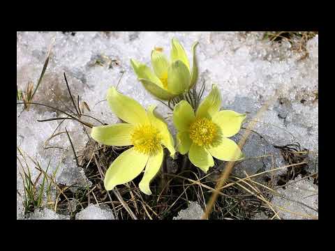 Видео: Ньургуьуннар тыллаллар...