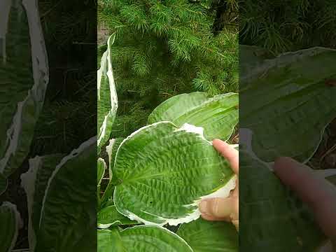 Видео: Хоста Антиох