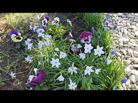 Видео: Обзор цветущего цветника!