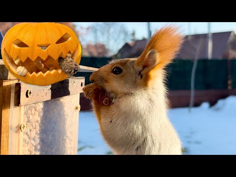 Видео: Two nimble squirrels.Две шустрые белки.