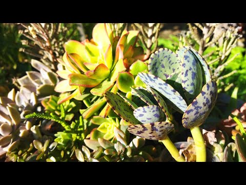 Видео: Обзор цветов ♥️🌿 Каланхоэ 💚 Название сортов 