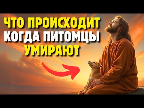 Видео: Что происходит с питомцами после смерти? Есть ли у животных душа? | Библейская мудрость