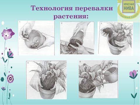 Видео: Пересадка и перевалка растений от заказчика.
