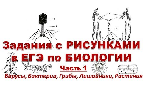 Видео: Рисунки в ЕГЭ по Биологии (Часть1) Вирусы, Бактерии, Грибы, Лишайники, Растения