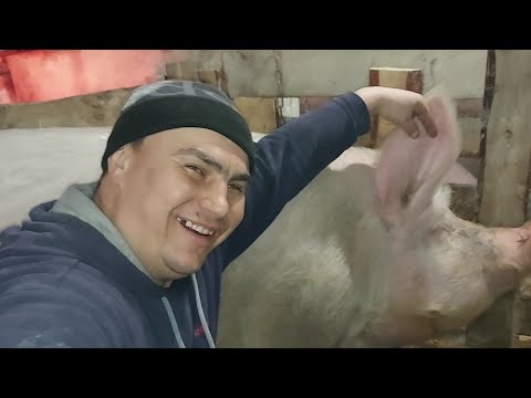 Видео: ТАКИХ ОГРОМНЫХ СВИНЕЙ НИКОГДА НЕ ВИДЕЛ!!!!!