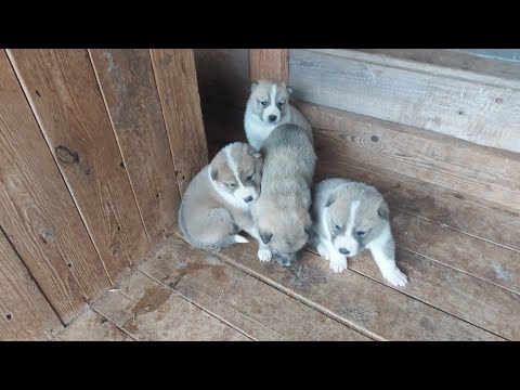 Видео: ЩЕНКИ ВЫШЛИ ИЗ БУДКИ!!!ЩЕНКИ ЗАПАДНО-СИБИРСКОЙ ЛАЙКИ!!!