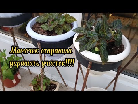 Видео: Обзор маточников бегоний и не только уже на улице.20.04.23 г.Обработка от  белокрылки.