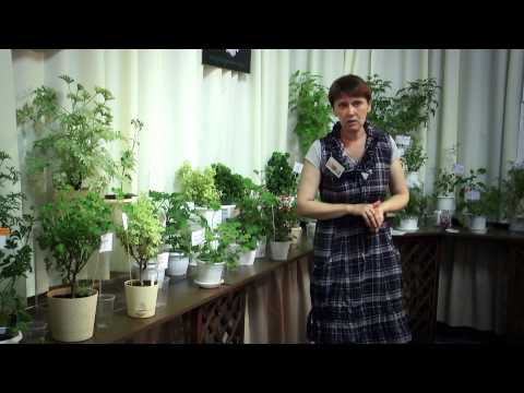 Видео: "Пеларгонии с душистой листвой. Что это?"  Часть 2