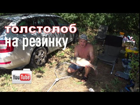 Видео: Ловим ТОЛСТОЛОБА на резинку 🐟 Мой любимый водоём!