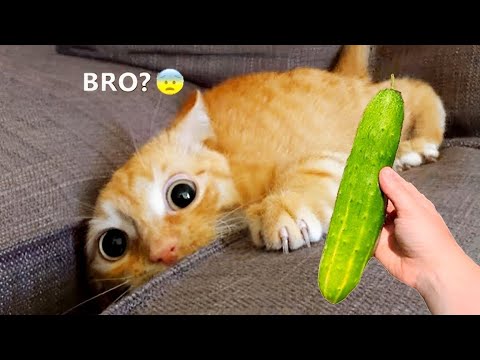Видео: Самые смешные животные рассмешат вас до слёз 😂