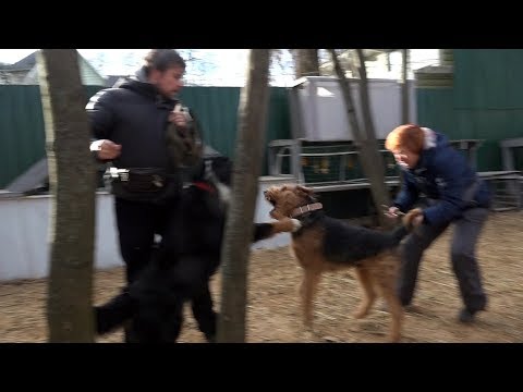 Видео: Когда собаки дерутся, что делать? Выпуск 2.