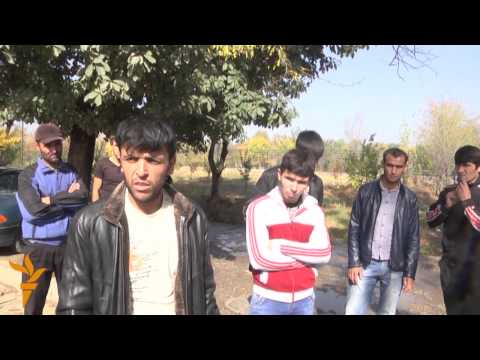 Видео: Маоши бинокоронро кӣ медиҳад?