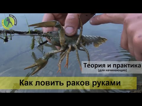 Видео: Как и где ловить раков руками – правила ловли в норах и камнях