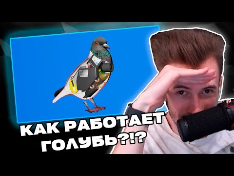 Видео: Заквиель смотрит АБСУРДНЫЕ ВИДЕО | КАК РАБОТАЕТ ГОЛУБЬ | Нарезка Заквиеля