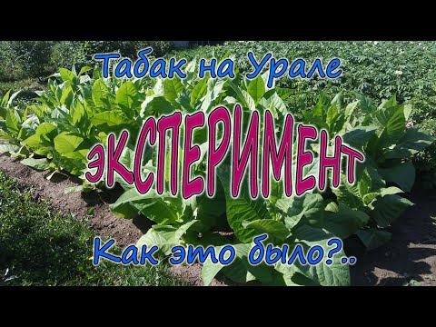 Видео: Как я вырастил табак...