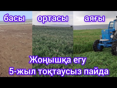Видео: Бір рет егесін - 5жыл пайда табасын.Жоңышқа егу әдісі.Арпа бидаймен бірге егкен тиімді ма