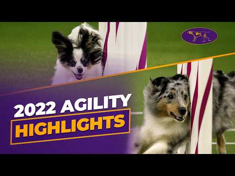 Видео: Лучшее в чемпионате по аджилити среди мастеров 2022 года | Вестминстерский клуб собаководства